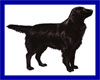 Click here for more detailed Flat-coated Retriever breed information and available puppies, studs dogs, clubs and forums